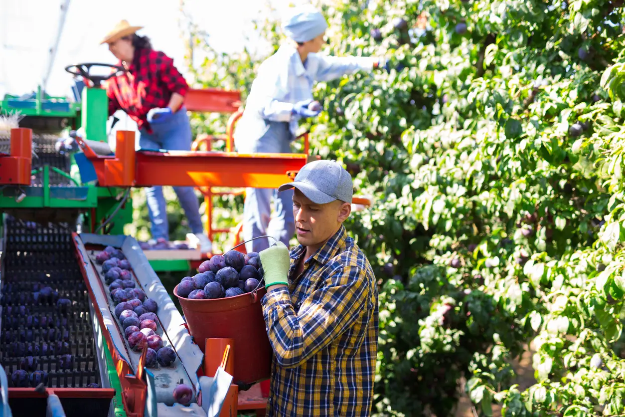 product 63 import image